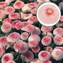 Afbeelding van Bellis grootbloemig P10.5 Aanbieding Strawberries & Cream